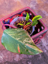 Variegated Philodendron Strawberry Shake - Live Exact Plant - (May-29-47)