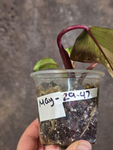 Variegated Philodendron Strawberry Shake - Live Exact Plant - (May-29-47)