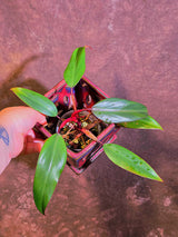 Reverted Philodendron Strawberry Shake - Live Exact Plant - (May-29-49)