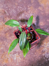 Reverted Philodendron Strawberry Shake - Live Exact Plant - (May-29-49)