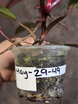Reverted Philodendron Strawberry Shake - Live Exact Plant - (May-29-49)