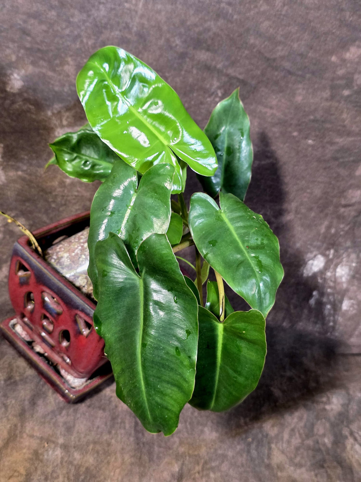 Reverted Burle Marx Philodendron - EXACT Plant - US Seller - (May-29-50)