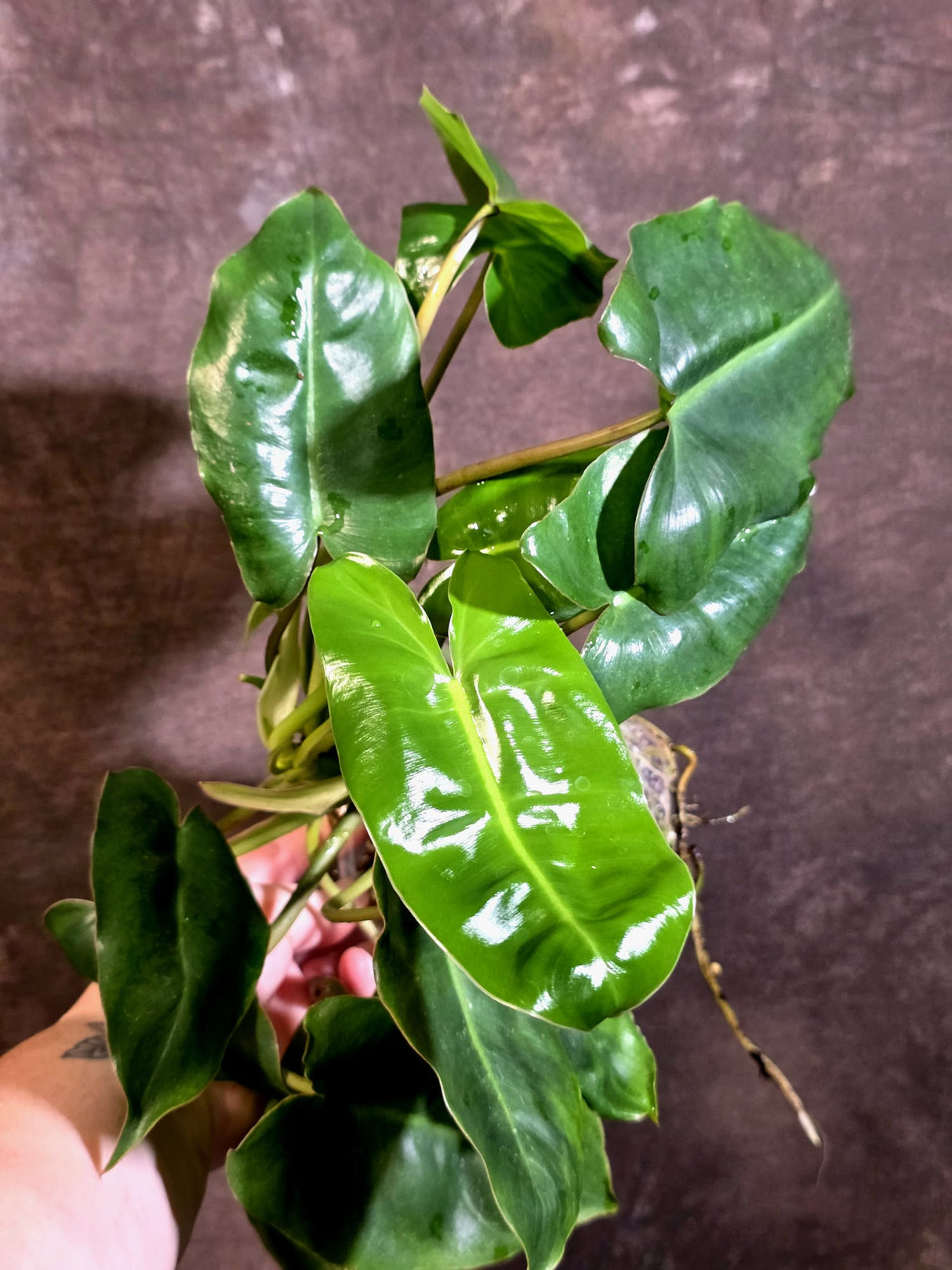 Reverted Burle Marx Philodendron - EXACT Plant - US Seller - (May-29-50)