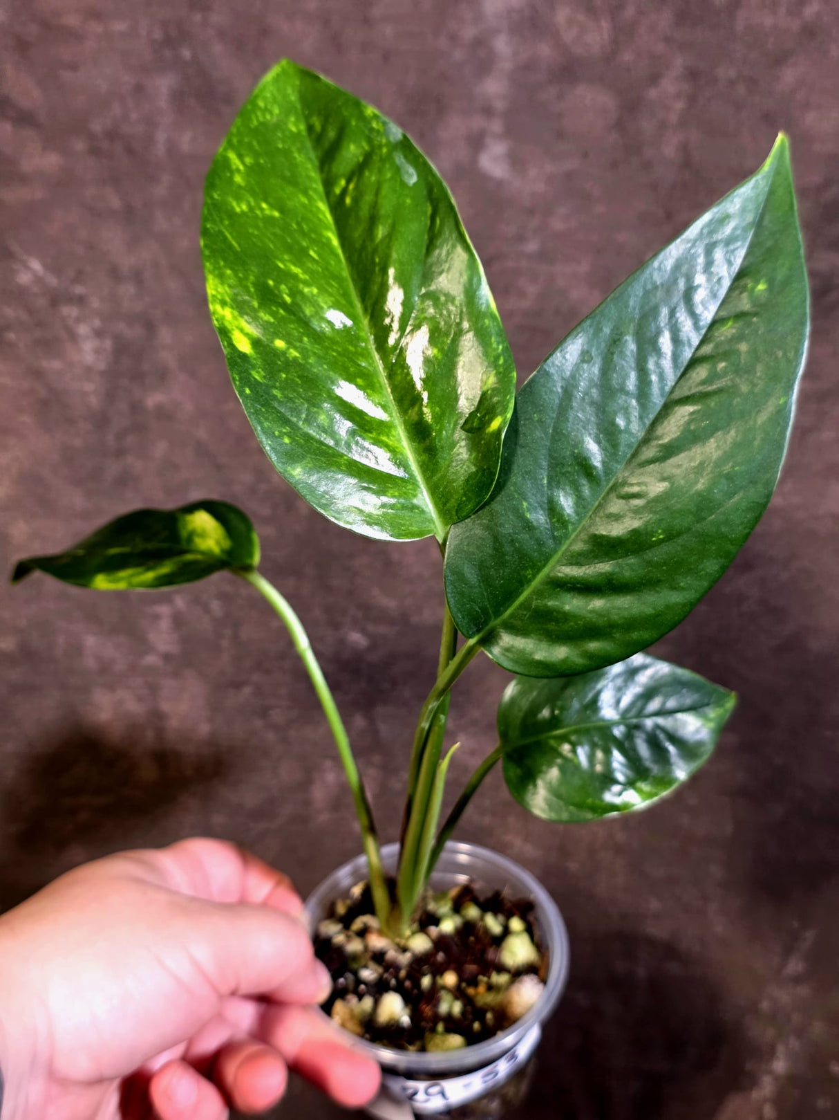 Variegated Golden Flame Epipremnum Pinnatum Plant - EXACT Plant - (May-29-53)