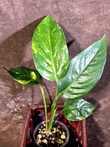 Variegated Golden Flame Epipremnum Pinnatum Plant - EXACT Plant - (May-29-53)