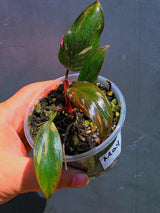 Variegated Philodendron Red Anderson - Exact Same Plant - (May-29-60)