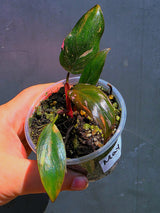 Variegated Philodendron Red Anderson - Exact Same Plant - (May-29-60)