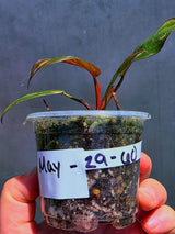 Variegated Philodendron Red Anderson - Exact Same Plant - (May-29-60)