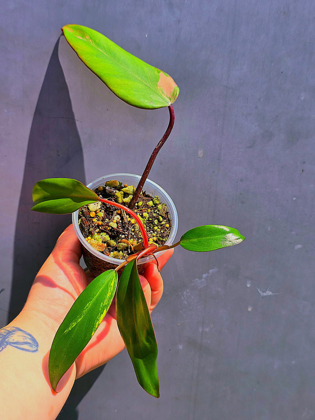 Variegated Philodendron Strawberry Shake - Live Exact Plant - (May-29-61)
