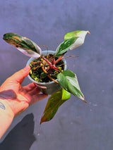 Variegated Philodendron Red Anderson - Exact Same Plant - (May-29-62)