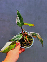 Variegated Philodendron Red Anderson - Exact Same Plant - (May-29-62)