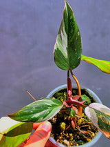 Variegated Philodendron Red Anderson - Exact Same Plant - (May-29-62)