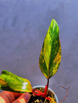 Variegated Philodendron Strawberry Shake - Live Exact Plant - (May-29-63)