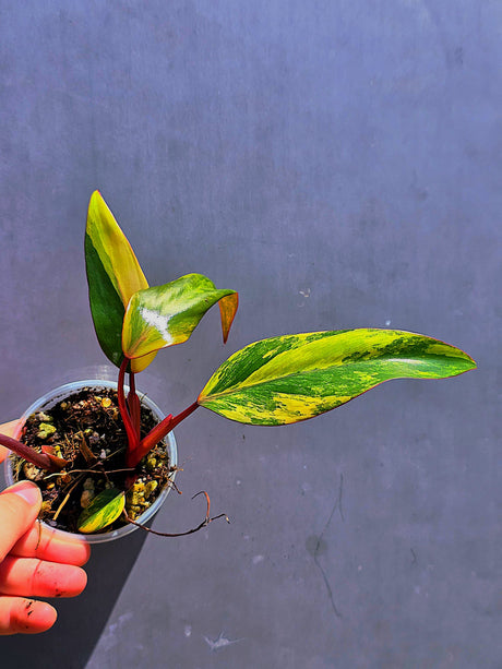 Variegated Philodendron Strawberry Shake - Live Exact Plant - (May-29-63)