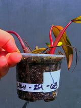 Variegated Philodendron Strawberry Shake - Live Exact Plant - (May-29-63)
