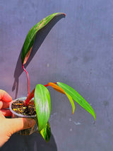 Variegated Philodendron Strawberry Shake - Live Exact Plant - (May-29-64)