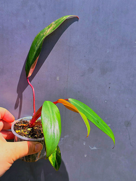 Variegated Philodendron Strawberry Shake - Live Exact Plant - (May-29-64)