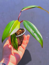 Variegated Philodendron Strawberry Shake - Live Exact Plant - (May-29-64)