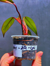 Variegated Philodendron Strawberry Shake - Live Exact Plant - (May-29-64)