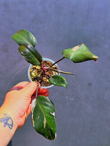 Variegated Philodendron Red Anderson - Exact Same Plant - (May-29-65)
