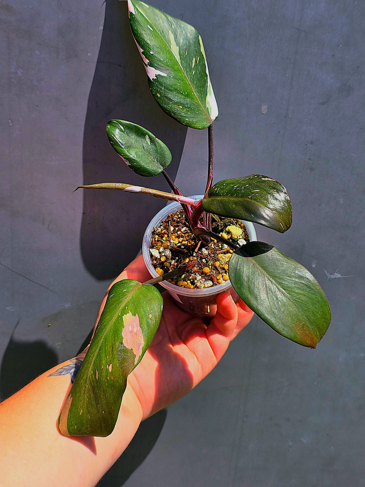 Variegated Philodendron Red Anderson - Exact Same Plant - (May-29-65)