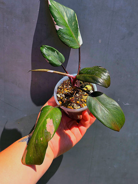 Variegated Philodendron Red Anderson - Exact Same Plant - (May-29-65)