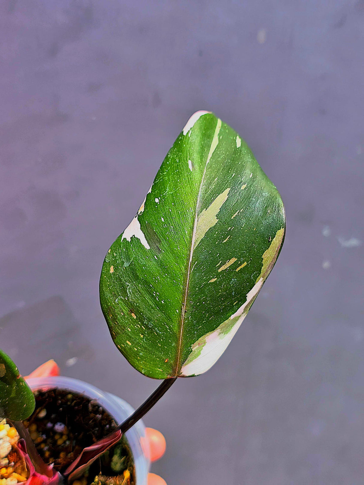 Variegated Philodendron Red Anderson - Exact Same Plant - (May-29-65)