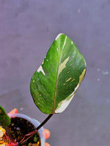 Variegated Philodendron Red Anderson - Exact Same Plant - (May-29-65)