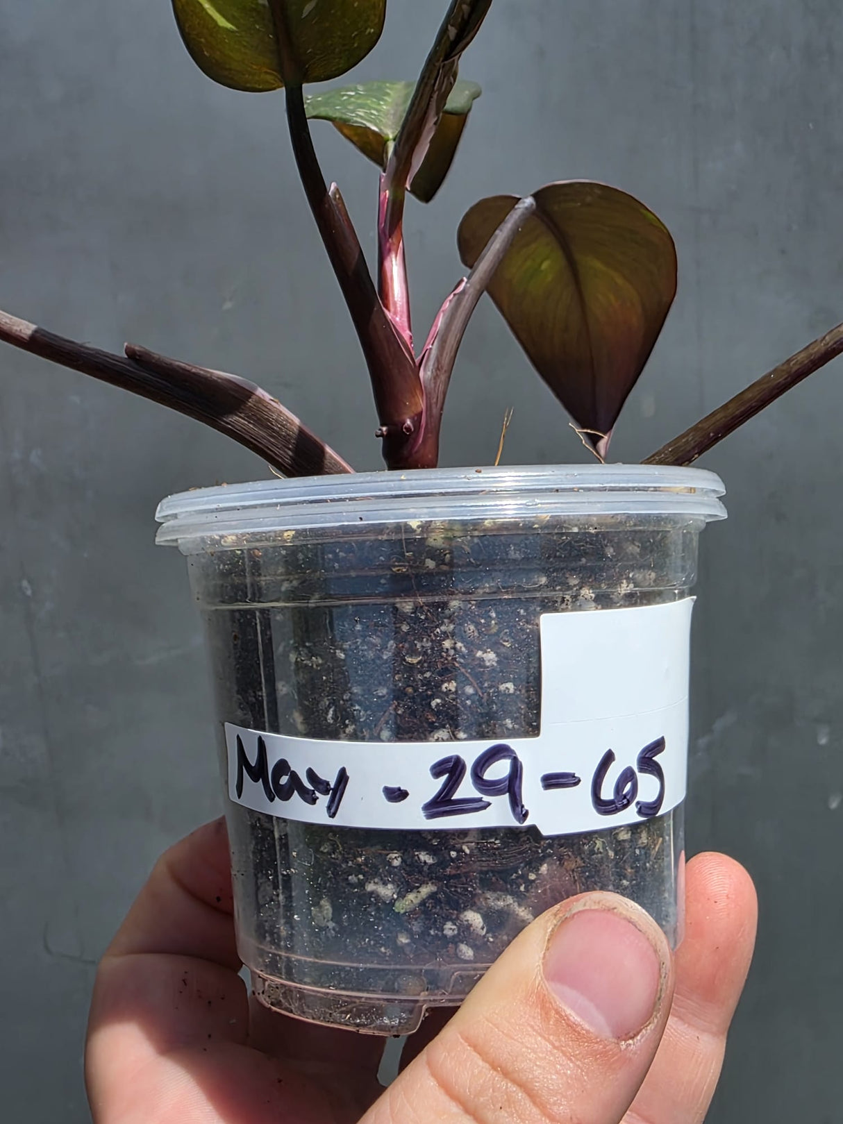 Variegated Philodendron Red Anderson - Exact Same Plant - (May-29-65)