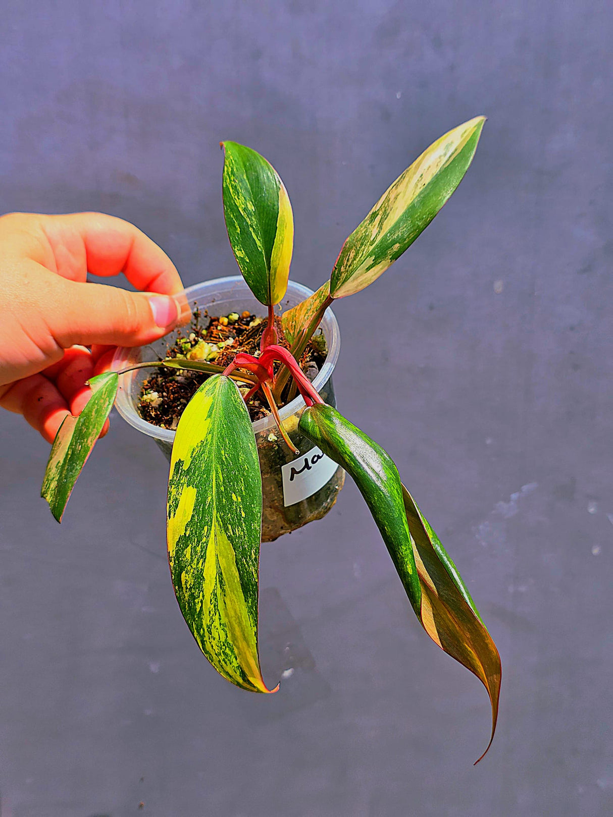Variegated Philodendron Strawberry Shake - Live Exact Plant - (May-29-68)