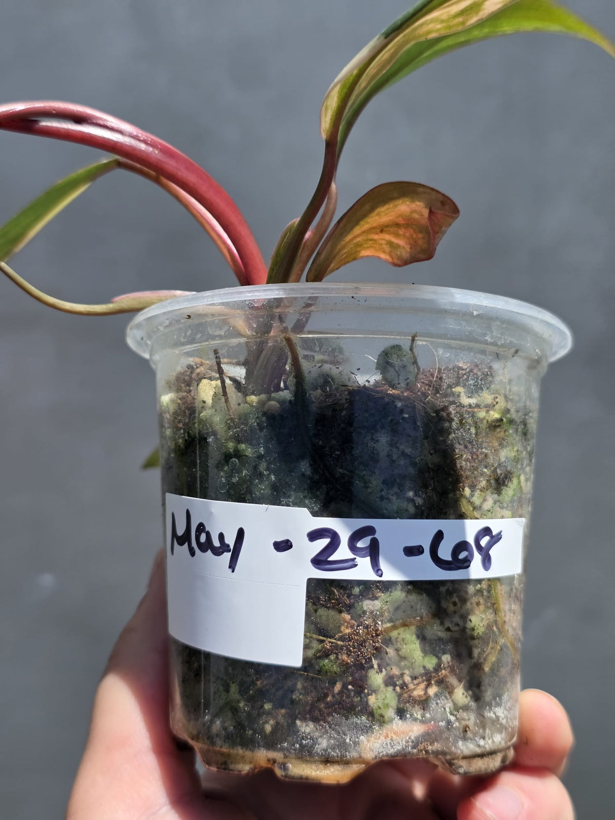 Variegated Philodendron Strawberry Shake - Live Exact Plant - (May-29-68)