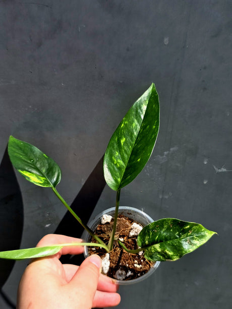 Variegated Golden Flame Epipremnum Pinnatum Plant - EXACT Plant - (May-29-66)