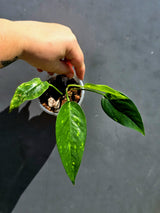 Variegated Golden Flame Epipremnum Pinnatum Plant - EXACT Plant - (May-29-66)