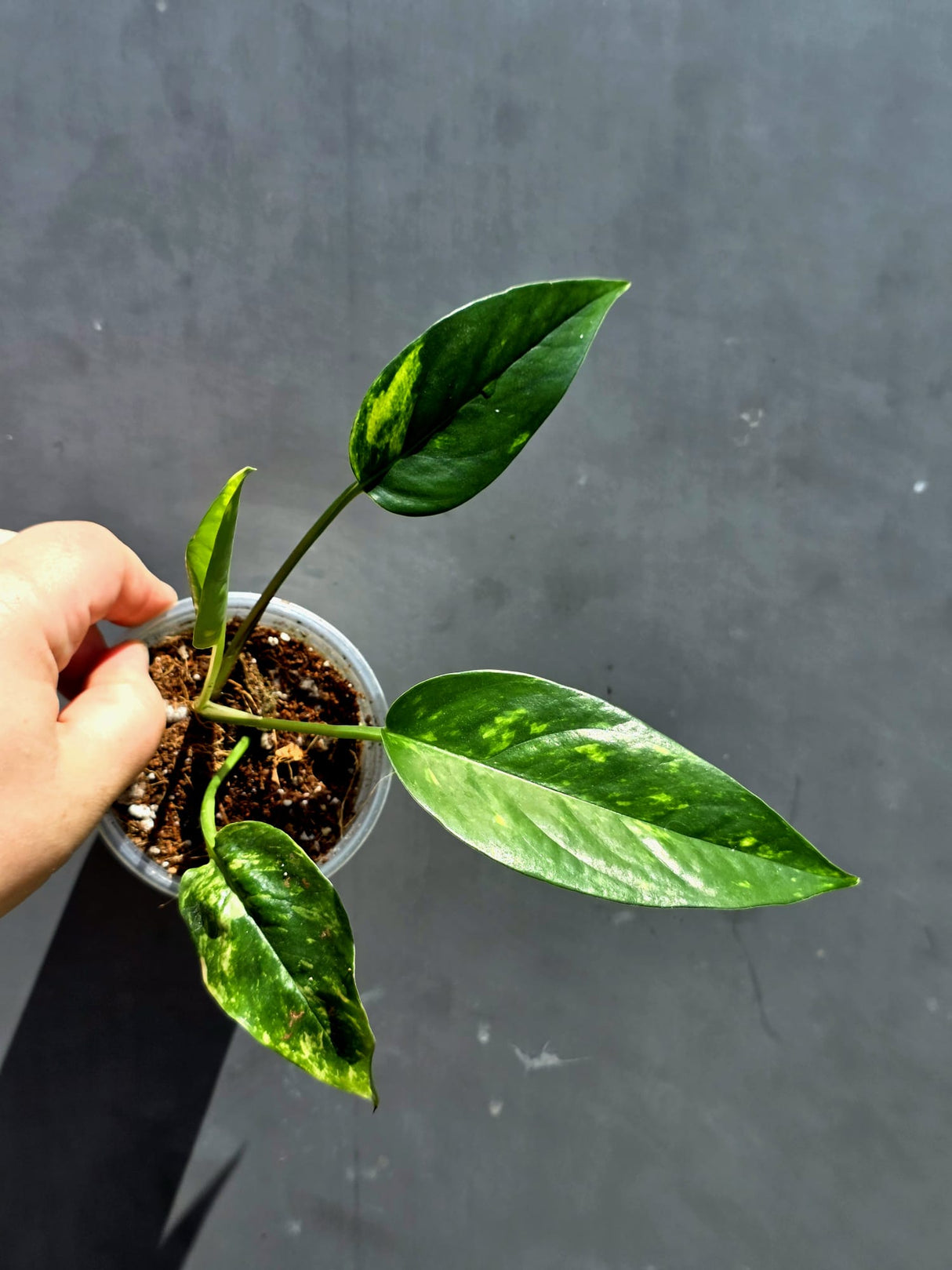Variegated Golden Flame Epipremnum Pinnatum Plant - EXACT Plant - (May-29-66)
