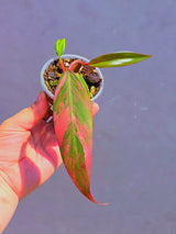 Variegated Philodendron Strawberry Shake - Live Exact Plant - (May-29-67)