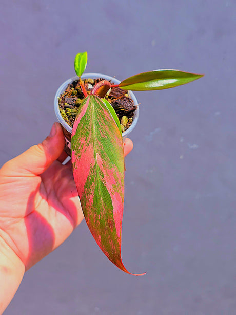Variegated Philodendron Strawberry Shake - Live Exact Plant - (May-29-67)