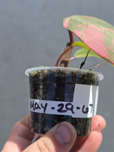 Variegated Philodendron Strawberry Shake - Live Exact Plant - (May-29-67)