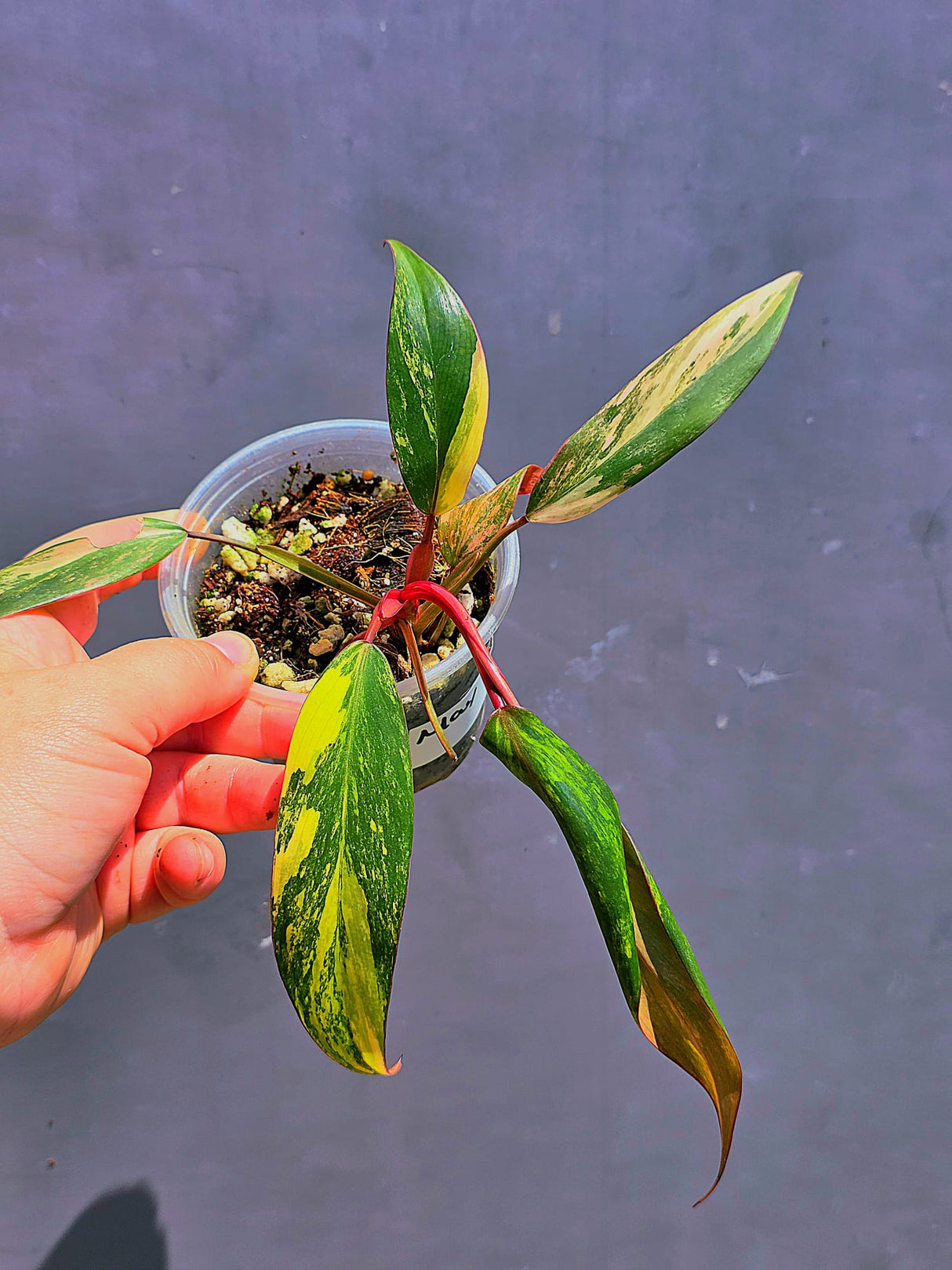 Variegated Philodendron Strawberry Shake - Live Exact Plant - (May-29-68)