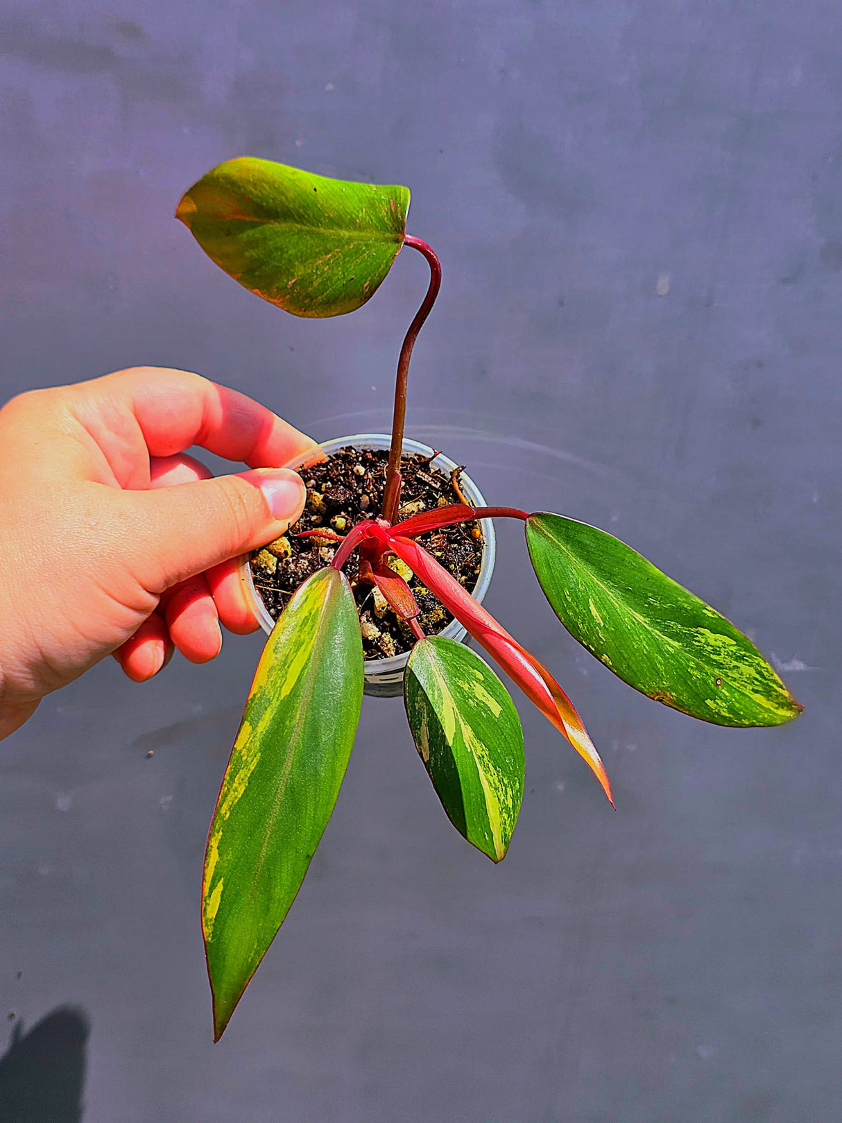 Variegated Philodendron Strawberry Shake - Live Exact Plant - (May-29-70)