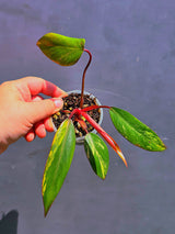 Variegated Philodendron Strawberry Shake - Live Exact Plant - (May-29-70)