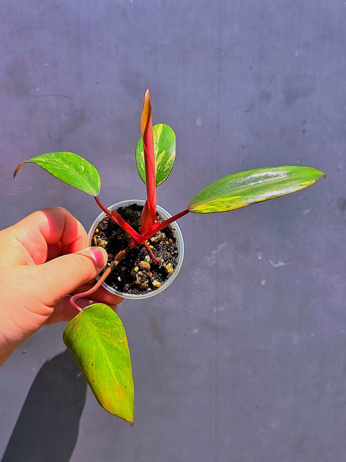 Variegated Philodendron Strawberry Shake - Live Exact Plant - (May-29-70)