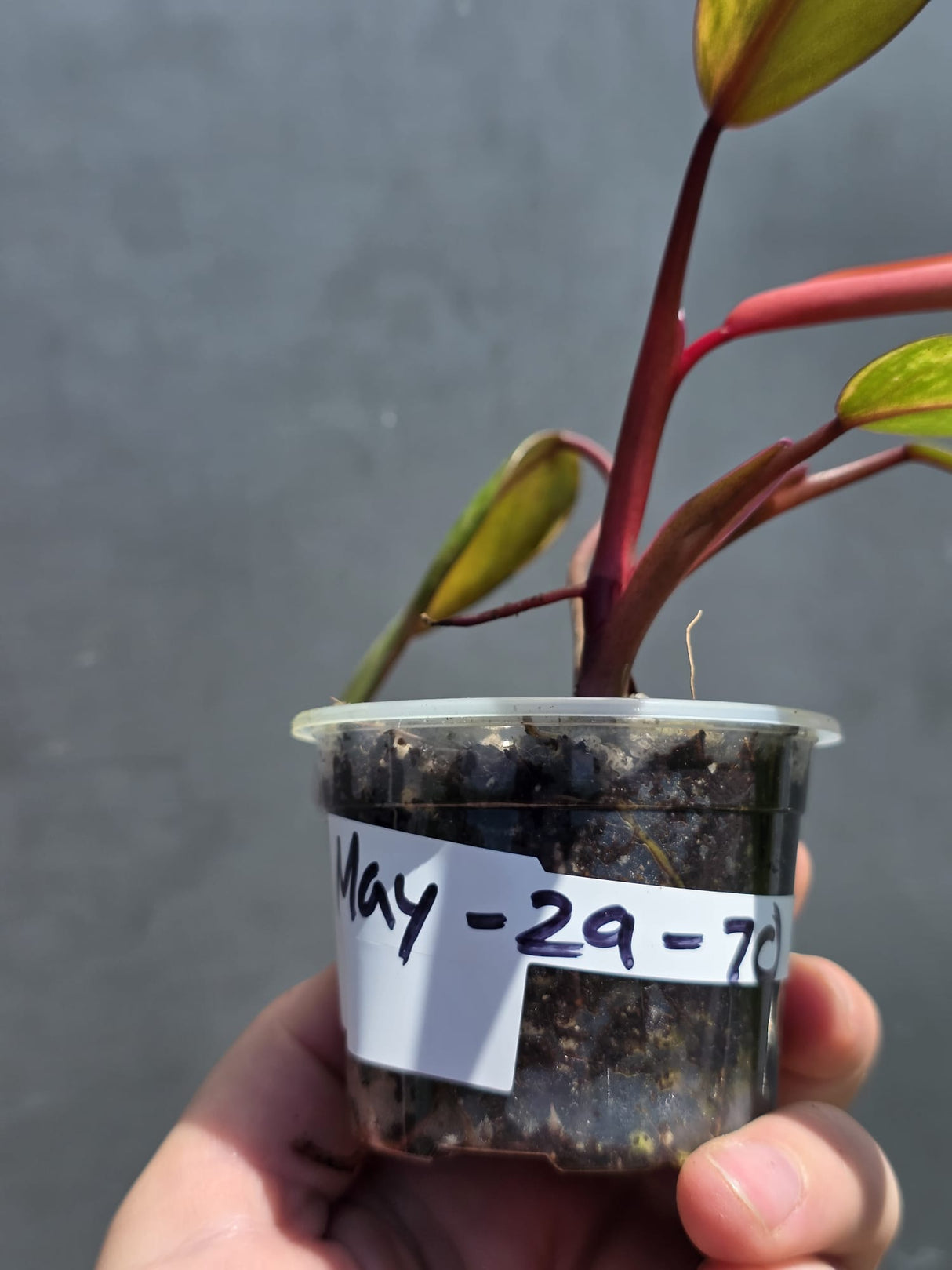 Variegated Philodendron Strawberry Shake - Live Exact Plant - (May-29-70)