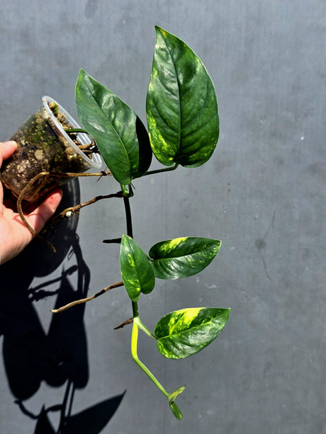 Rare Variegated Golden Flame Epipremnum Pinnatum – Exact Plant – (May-29-104)