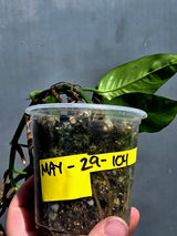 Rare Variegated Golden Flame Epipremnum Pinnatum – Exact Plant – (May-29-104)