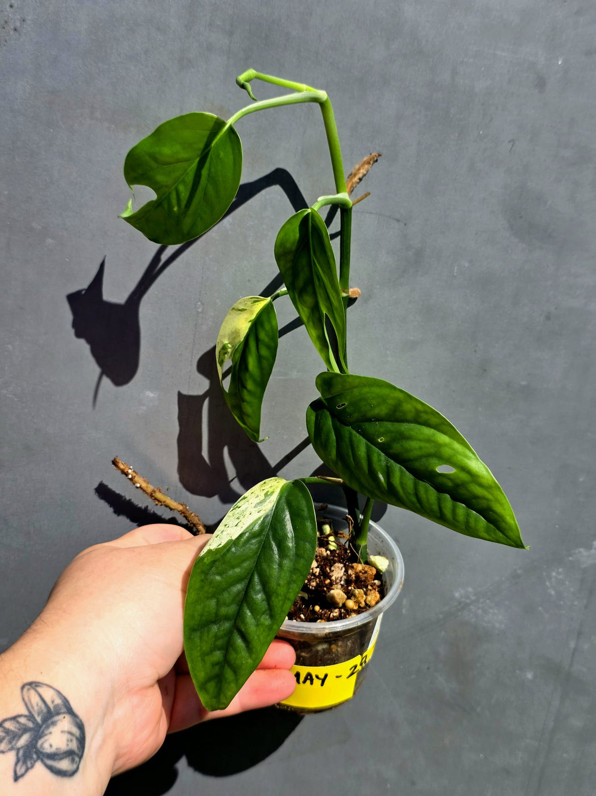 Rare Variegated Golden Flame Epipremnum Pinnatum – Exact Plant – (May-29-106)