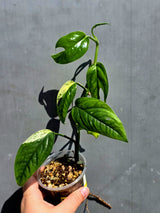 Rare Variegated Golden Flame Epipremnum Pinnatum – Exact Plant – (May-29-106)