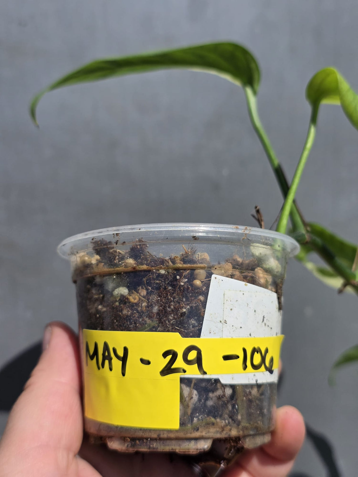 Rare Variegated Golden Flame Epipremnum Pinnatum – Exact Plant – (May-29-106)