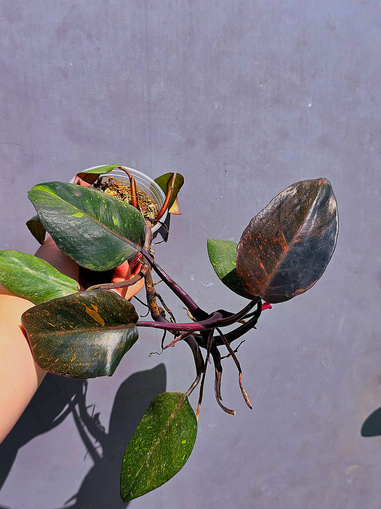Philodendron Orange Princess – Exact Plant – US Seller (May-29-103)