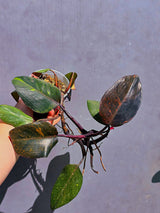 Philodendron Orange Princess – Exact Plant – US Seller (May-29-103)