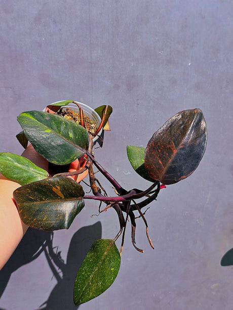 Philodendron Orange Princess – Exact Plant – US Seller (May-29-103)